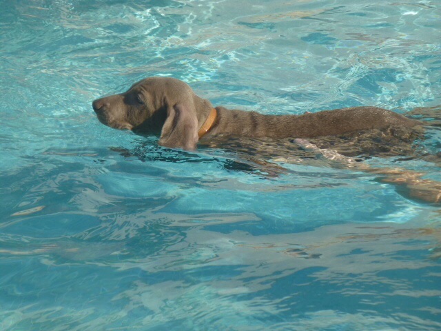 Flanelle Pépite D'Iles D'Or - Suite bains des chiots